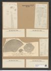 Coscinodiscus asteromphalus var. hybridus Grun. (de-Toni-Nr.: Genus 202, Species 5036) Zeichnungen Sammlung Grunow Nr. 8776 (NHMW-BOT-W0378371)